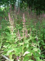 Image result for Stachys aculeolata