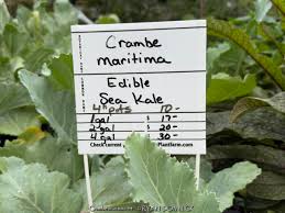 Image result for Crambe