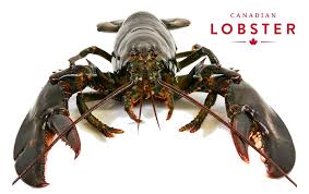 Canada Business Tangier Lobsters Winning Strategy A