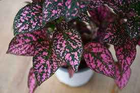 Image result for Hypoestes cancellata