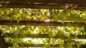 Image result for pruning grapes on a pergola