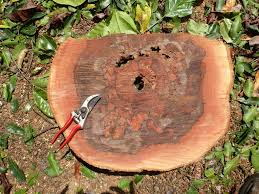 Image result for Englerodendron