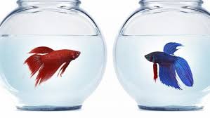 This is because betta fish are a special breed and they do require more attention than other breeds. My Experience Male Female Cohabitation Fish Care