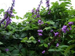 Image result for Macropsychanthus