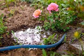 If you live in a dry region, you will need to water your raised bed as often as possible to keep the soil moist. How Often To Water Roses Plus Common Watering Mistakes The Practical Planter
