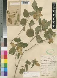 Image result for Tinnea