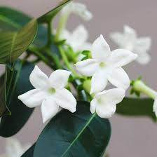 Image result for Hermannia floribunda