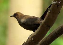 The throat is white with black streaks, and the belly and undertail Birds Of Gujarat Large No Of Bird Collection And Species In Gujarat