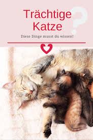 Zurück seite 1 seite 2 weiter. 16 Schwangere Katze Ideen In 2021 Schwangere Katze Katzen Katzenbabys
