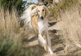 Perros de raza | Saluki o Galgo Persa