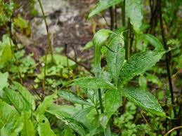 My eyes keeps coming back to a solitary aroid (arisaema nepenthoides) that bravely comes out of the ground ahead of all its other relatives. Arisaema Jacquemontii Wikipedia