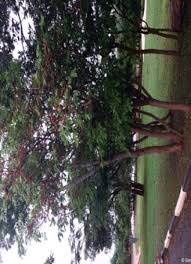 Image result for Ochna schweinfurthiana