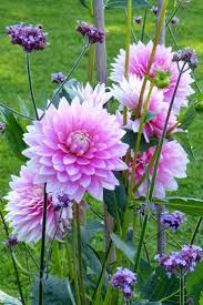 Below you'll find some of our favorite combinations for spring plantings that will help you as you're placing bulbs this fall. Plants And Bulbs For Planting In Spring Beautiful Flowers Spring Flowers Spring Plants