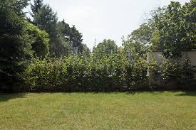 Image result for Živý plot z habru