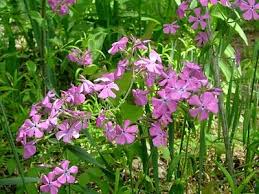 Pin On Wildflowers