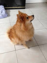 Retraités, étudiants ou encore salariés, ils chouchouteront votre chat, votre chien ou tout autre animal qui a conquis votre coeur. Garde De Chien Paris 10e Arrondissement Garde D Animaux 660573