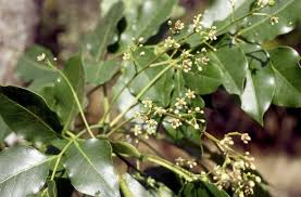 Image result for Ekebergia capensis