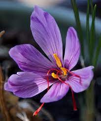 Saffron Flower Saffron Flower Saffron Crocus Crocus Flower