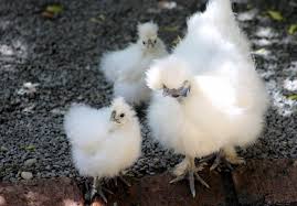 Maybe you would like to learn more about one of these? What Chicken Breeds Make The Best Mothers Murray Mcmurray Hatchery Blog