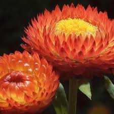 Pin On Sunny S Garden