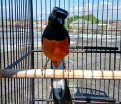 Memiliki motif ekor yang sama dengan murai medan. 3 Jenis Burung Murai Batu Borneo Memiliki Kualitas Terbaik