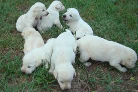 Knowing the lineage of all of the breeds in the labrador retriever mix is very helpful when determining any health concerns. Labrador Retriever Puppies For Sale Campton Nh 89629