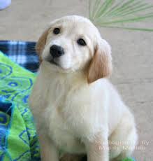 Selectively breeding two to four litters per year, we have placed over 400 puppies in loving florida homes. Paradise Golden Retrievers