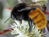 If an ipo happens, it would be by the end of 2021, the report stated. The Arctic And Alpine Bumblebees Of The Subgenus Alpinobombus Revised From Integrative Assessment Of Species Gene Coalescents And Morphology Hymenoptera Apidae Bombus Zootaxa