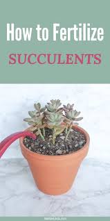 For a lot of succulents this is the beginning of their growing season so they can are ready to use the added nutrients. Pin On Succulents
