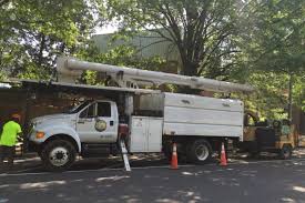 Northern tree company, your top quality tree care specialists. Tree Removal Tree Trimming In Arlington Fairfax Va Jl Tree Service