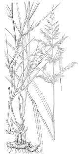 Image result for Paratheria