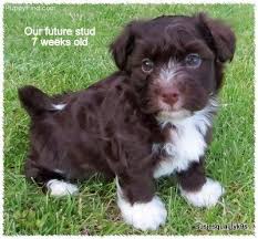 Puppies should really be wormed at around 2 weeks of age, and again at around 5 weeks of age, and finally just before they leave the seller/breeder at 8 to 12 weeks of age. 9 Chocolate Havanese Ideas Havanese Havanese Puppies Havanese Dogs