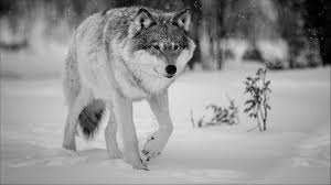 Once the snow wolf wallpaper is shown in the google play listing of your android device, you can start its download and installation. Winter Snow Landscape Nature Wolf Wolves Wallpapers Hd Desktop And Mobile Backgrounds