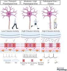 #natasha poly #david armstrong #proenza schouler. Location Location Location The Organization And Roles Of Potassium Channels In Mammalian Motoneurons Deardorff 2021 The Journal Of Physiology Wiley Online Library