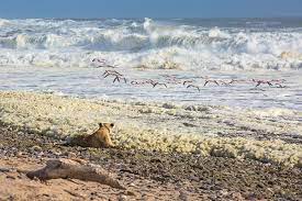 The bushmen of the namibian interior called the region the land god made in anger, while portuguese sailors once referred to it as the gates of hell. Beach Lions Again Hunting Seals And Coastal Birds In Namibia After 35 Years Africa Geographic