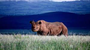 It was formed in 1995. Lewa Conservancy Safari In Kenya Africa Odyssey