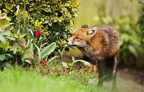 How to get rid of fox poo in garden. Best Fox Deterrent For Repelling Foxes Garden Shed Reviews