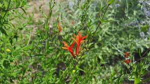 Image result for Anisacanthus