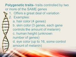 Polygenic Traits Hair Color Skin Color Eye Color And Height Ppt Video Online Download