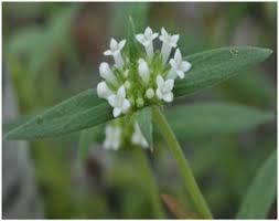 Image result for Mitracarpus