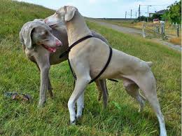 Breeds Thanesix Com Is A Website About Dogs