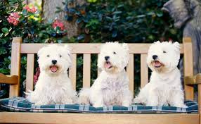West Highland White Terrier Burke S Backyard