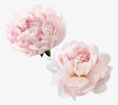 Check spelling or type a new query. Beautiful Pink Peony Flowers White Peony Flowers Peony Png Transparent Png Kindpng