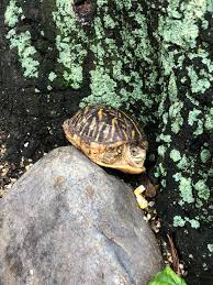 Can Someone Id This Turtle Turtles
