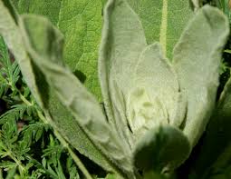 While the leaves are quite similar, mullein grows much taller and lamb's ear leaves are softer. Barn Stories On The Land Right Now Imagine Childhood Magic Memories That Last A Lifetime