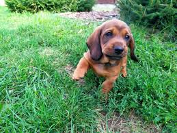 Image result for alpský brakýř jezevčíkovitý