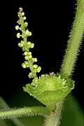 Image result for Acalypha glabrata