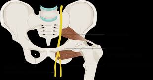 Image result for Obturator Nerve Compression