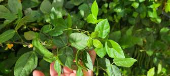 Image result for Vigna hosei