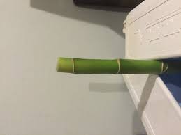 The yellow part is dead. Lucky Bamboo Started To Turn Yellow After Cutting